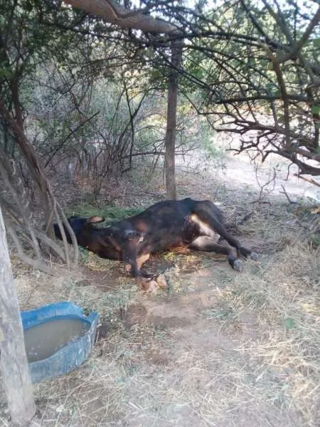 Más de dos mil animales murieron en el Chaco Salteño a raíz de la sequía