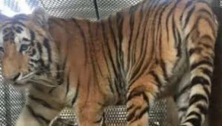 Un tigre atacó a una cuidadora del zoológico en Estados Unidos