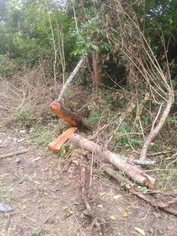 Detectan a tres hombres que deforestaban una de las laderas del cerro San Bernardo
