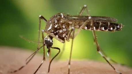 Según Provincia, hay 194 casos de dengue confirmados en Tartagal