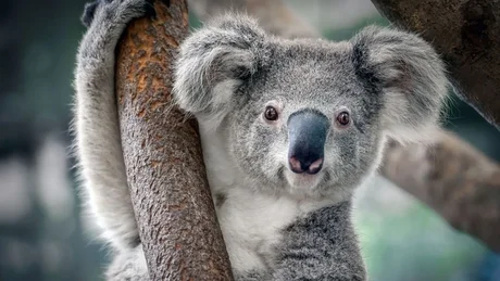 El koala fue declarado "funcionalmente extinto"