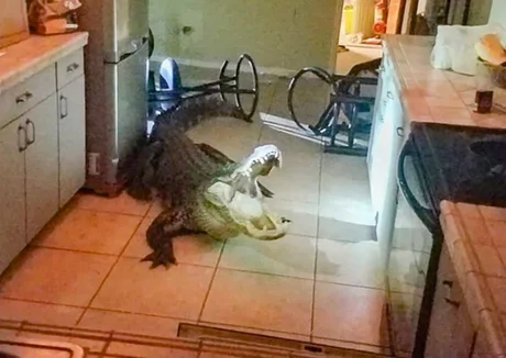 Una mujer tenía un cocodrilo gigante en su cocina