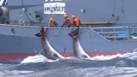 En Japón autorizaron nuevamente la caza de ballenas