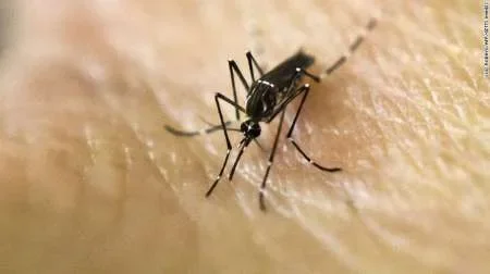 La picadura de un mosquito inflama el cerebro y puede ser mortal