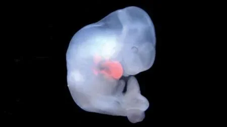 En Japón aprobaron experimentar con embriones híbridos de animales y humanos