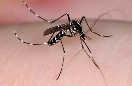 La OPS alertó sobre un nuevo ciclo epidémico de dengue en la región