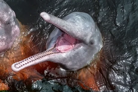 Los delfines de la Amazonía están contaminados con mercurio