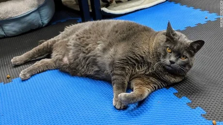 Mirá la rutina de una gata obesa de 11 kilos que es furor en internet