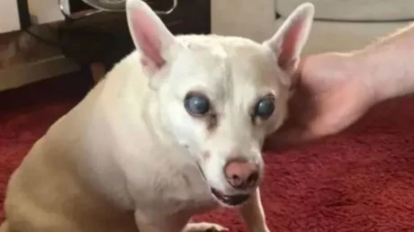 Una perra quedó ciega tras un show de pirotecnia