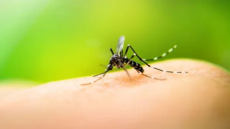 Afirman que el dengue alcanzó su máximo histórico