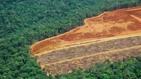 La deforestación del Amazonas llegó a su nivel más alto de los últimos 11 años