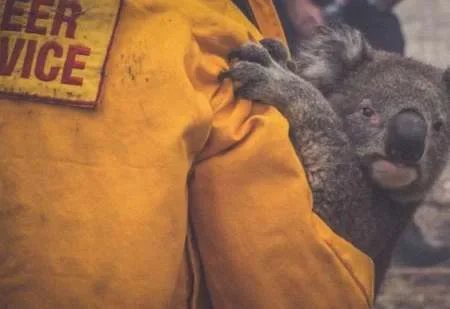 Por los incendios forestales murieron el 25% de los koalas de una zona de Australia