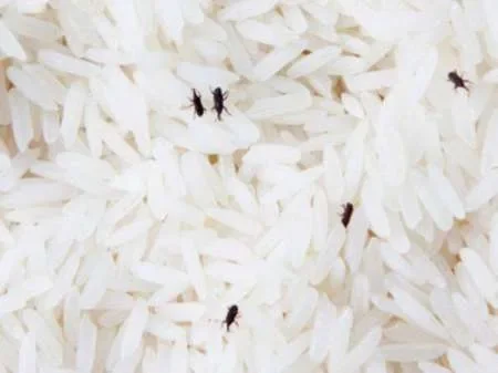 En Santiago del Estero reparten arroz con gorgojos y piden que los coman porque son "nutritivos"