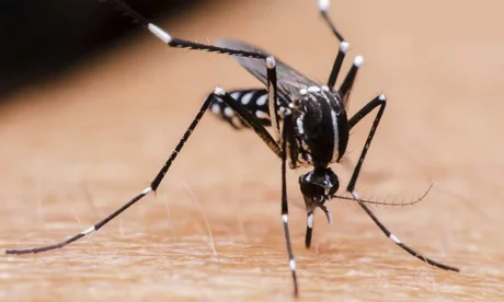 En Argentina hay más de 7800 casos de dengue confirmados