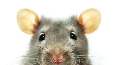Temor por una rara hepatitis que transmiten los ratones a los humanos