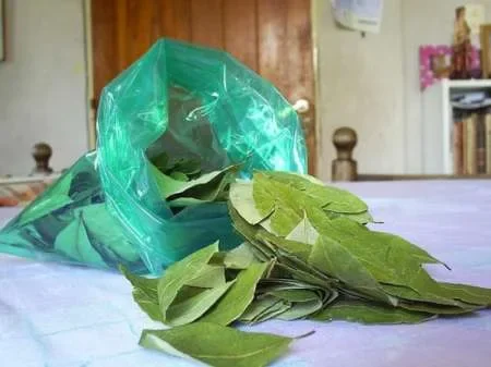 El Senado salteño pidió por la importación legal de hojas de coca