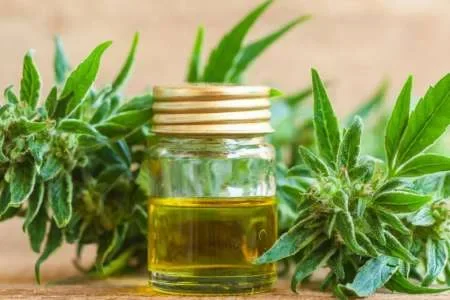 El Senado de Salta aprobó un proyecto que busca fomentar el uso del cannabis medicinal