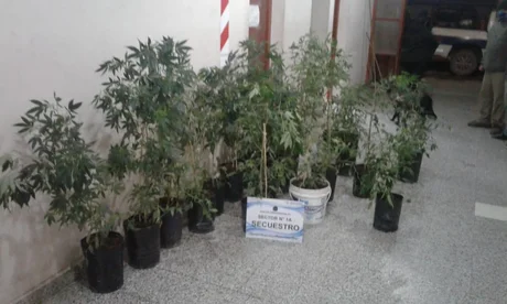 Secuestran más de 20 plantas de marihuana en una casa de la zona oeste de Salta
