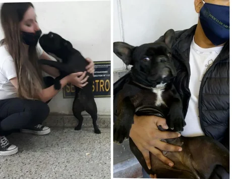 Una perra Bulldog Francés fue robada en Vaqueros, y apareció en Villa Lavalle