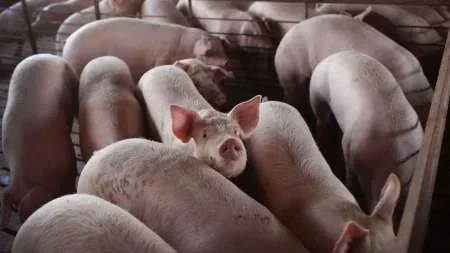 Encuentran un virus transmitido por cerdos que puede generar una nueva pandemia