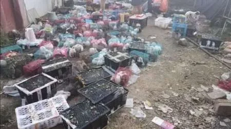 Miles de animales fueron encontrados muertos en un depósito de China