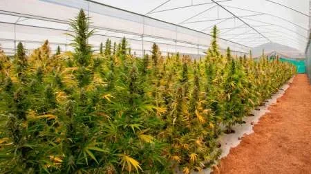 Banco de cultivo de cannabis en Salta: el proyecto aún es estudiado por concejales