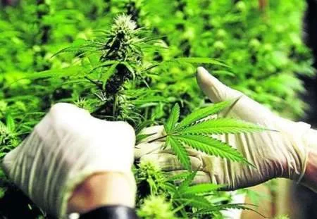 Salta buscará adherir a la ley de autocultivo de cannabis para uso medicinal