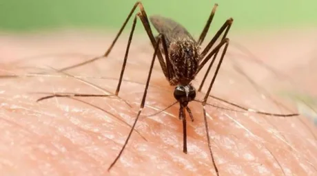Porqué los mosquitos pican más a unas personas que a otras