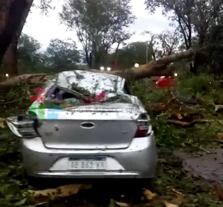 Temporal en Ledesma: árboles caídos, autos aplastados y otras pérdidas