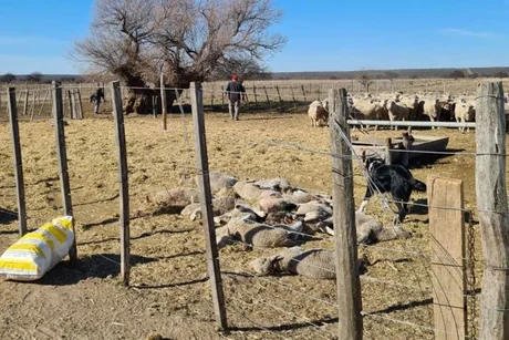 Un puma mató a 34 corderos: el productor perdió 300 mil pesos