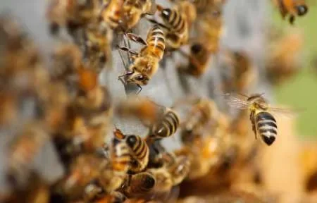 Cordobés murió tras ser atacado por un enjambre de abejas
