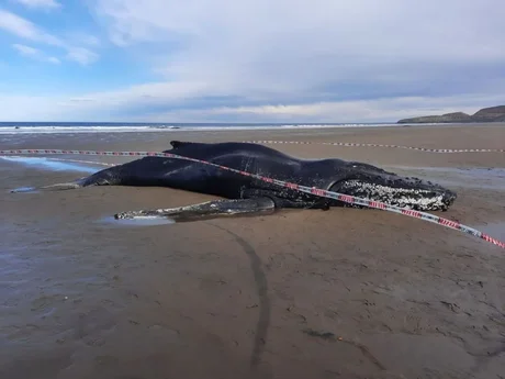 Una ballena murió varada en una playa argentina