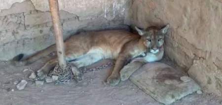 Rescatan a un puma que era criado por una familia en Salta