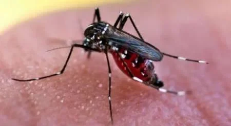 Ya son ocho casos confirmados de dengue en Salta