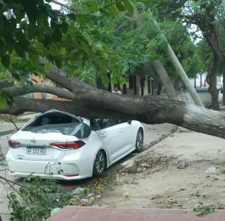 Vecina de Orán llora: era un auto 0KM, pero le cayó un árbol encima
