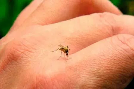 La provincia de Salta ya alcanzó los 72 infectados de dengue