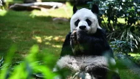 Murió a los 35 años el panda macho en cautiverio más longevo del mundo