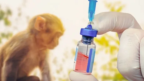 La Unión Europea autoriza el uso de una vacuna contra la viruela del mono