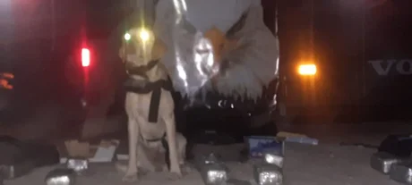 Gracias a la perra "Gringa" secuestran más de 17 kilos de marihuana en Salta