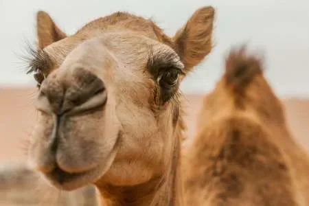 Temor por el virus del Camello: el contagio se da con el contacto con camellos infectados