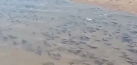 Preocupación por la gran cantidad de peces muertos en el Bermejo