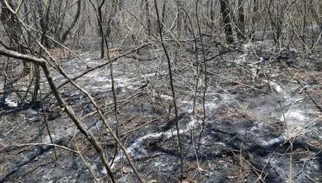 Se realizarán tareas de recuperación ambiental en los cerros afectados por los incendios
