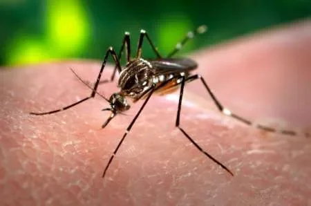 En los últimos 45 días no se registran casos de dengue, zika y chikungunya
