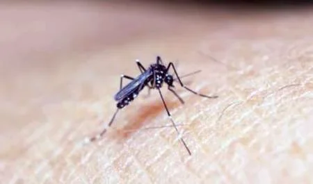 Tras dos meses de búsqueda, en Salta no se registran casos de dengue, zika y chikungunya