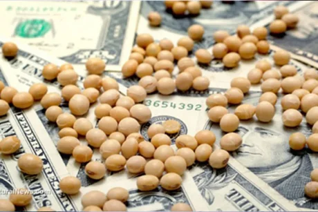 Dólar soja 2: el campo cerró un año récord de exportaciones de granos