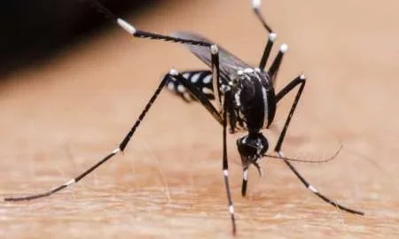 Confirman el primer caso de dengue en la temporada en Salta