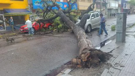 Un árbol de gran porte cayó encima de un auto en el macrocentro salteño: no hubo lesionados