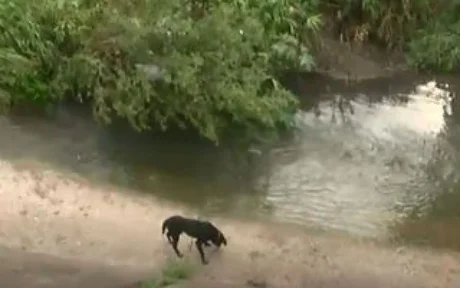 Rescataron a Pupi, el perro que hace 4 días cayó al canal de avenida Yrigoyen