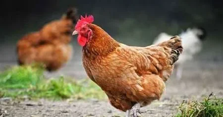 Se confirmó el primer caso de gripe aviar en Salta