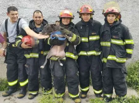 Bomberos rescataron un perro que estaba atrapado en un incendio en zona norte
